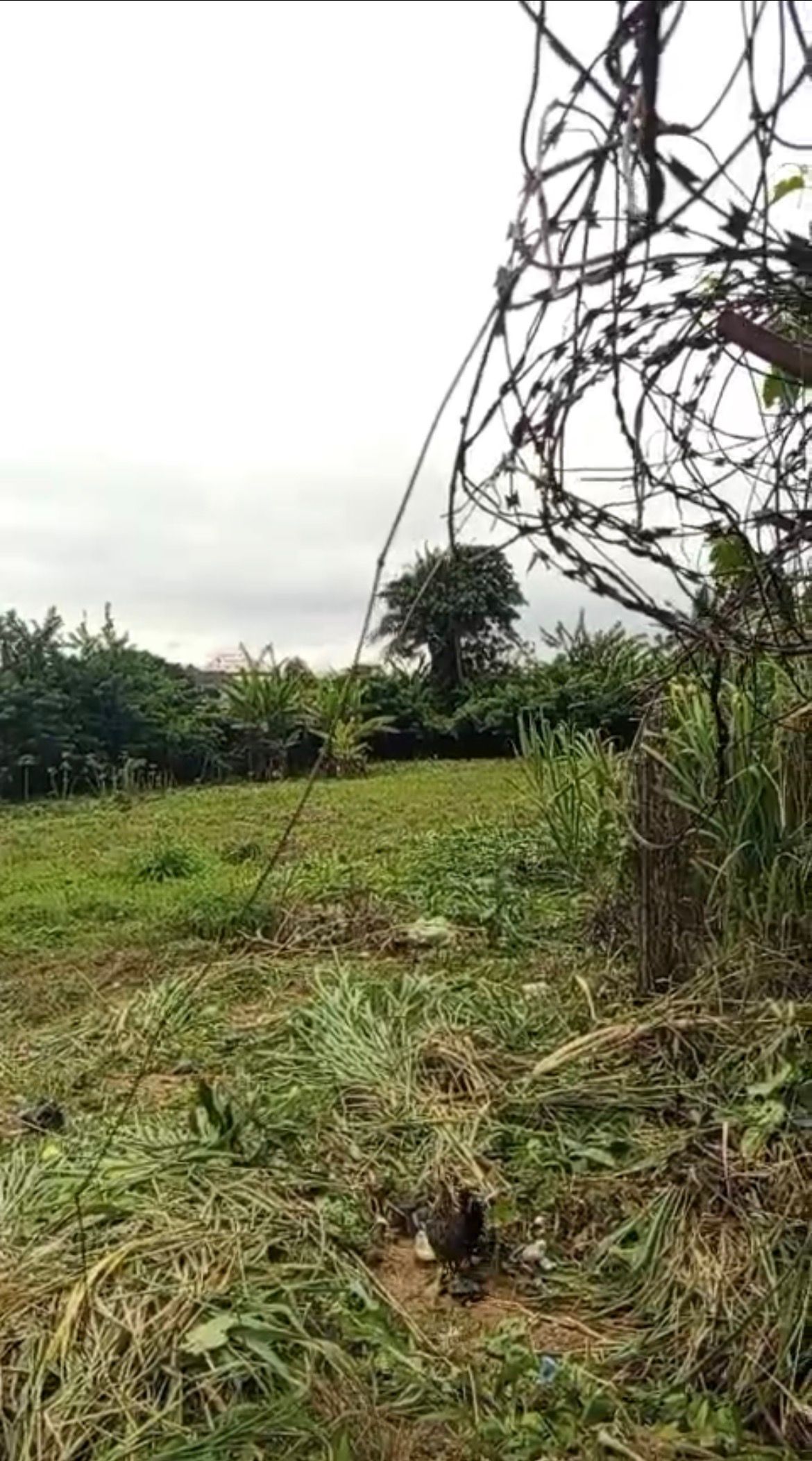 Prime 450sqm Dry Land for Sale at Ashi, Bodija – Ibadan — ₦30,000,000 | GidiStay — 1 bed land in Bodija, Ibadan (main view)