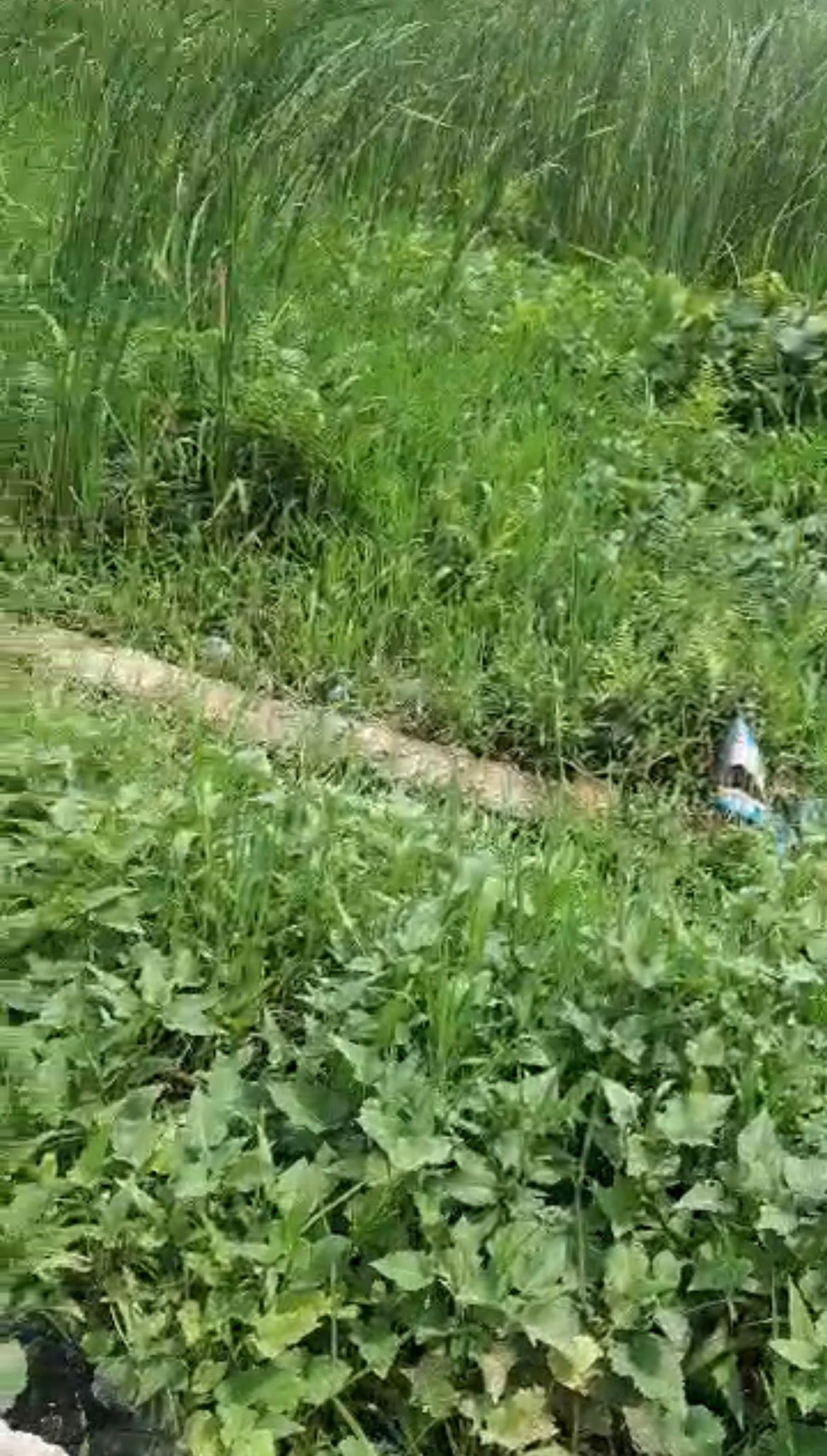 HOT DEAL:Prime 60x120ft Land Directly Along Lekki-Epe Expressway,Majek – ₦30M Net — ₦30,000,000 | GidiStay — 1 bed land in Lekki epe express way, Lagos (main view)